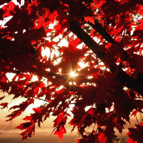 Senior Christian Dunmeyer captures the sun through the trees.